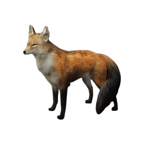 Red Fox